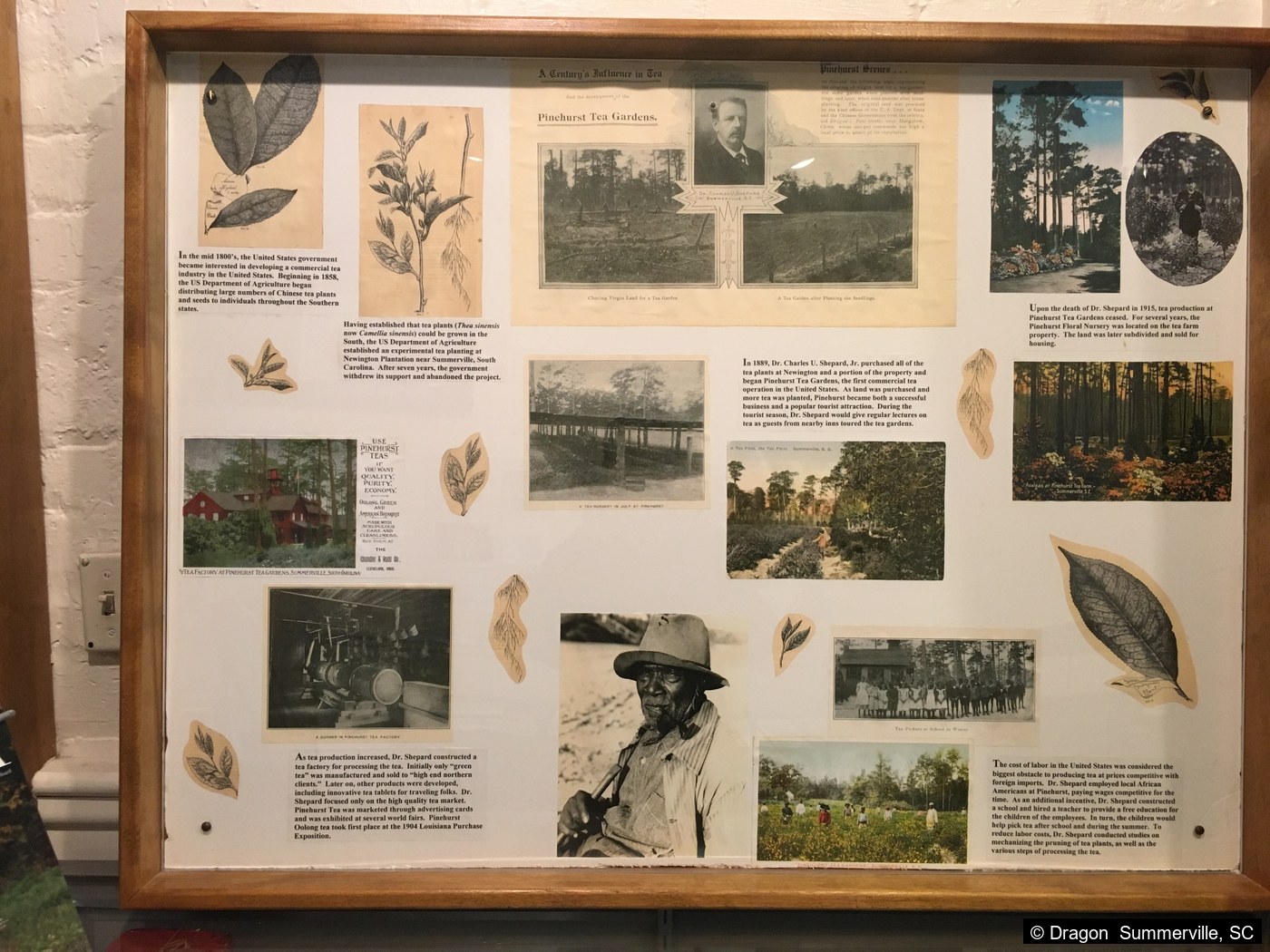 Pinehurst茶花茶园展板