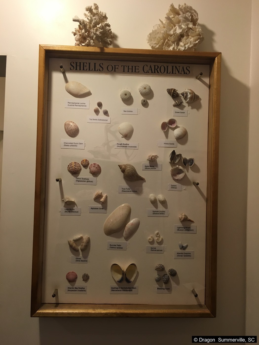 Shells of the Carolinas展板