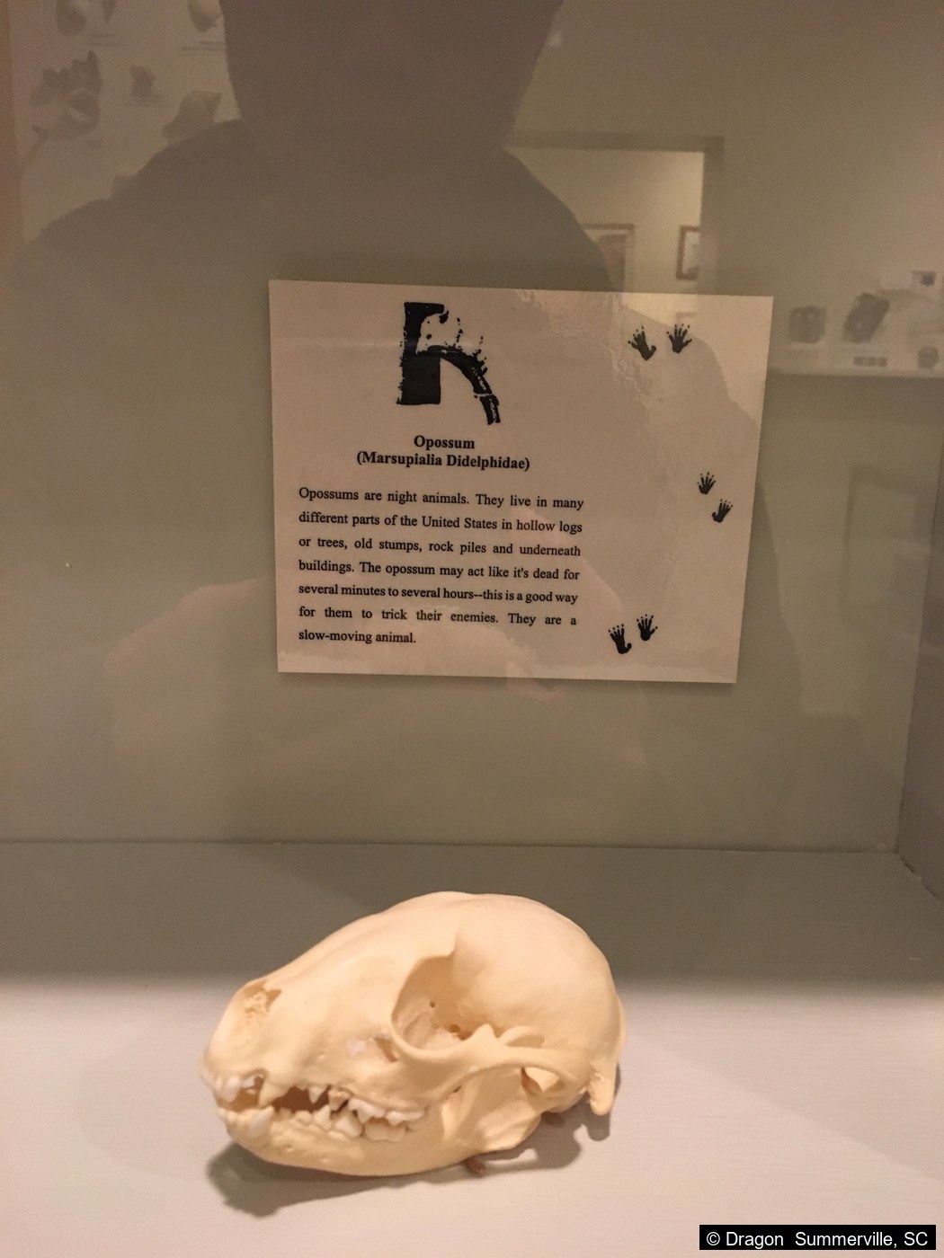 Opossum头骨展板