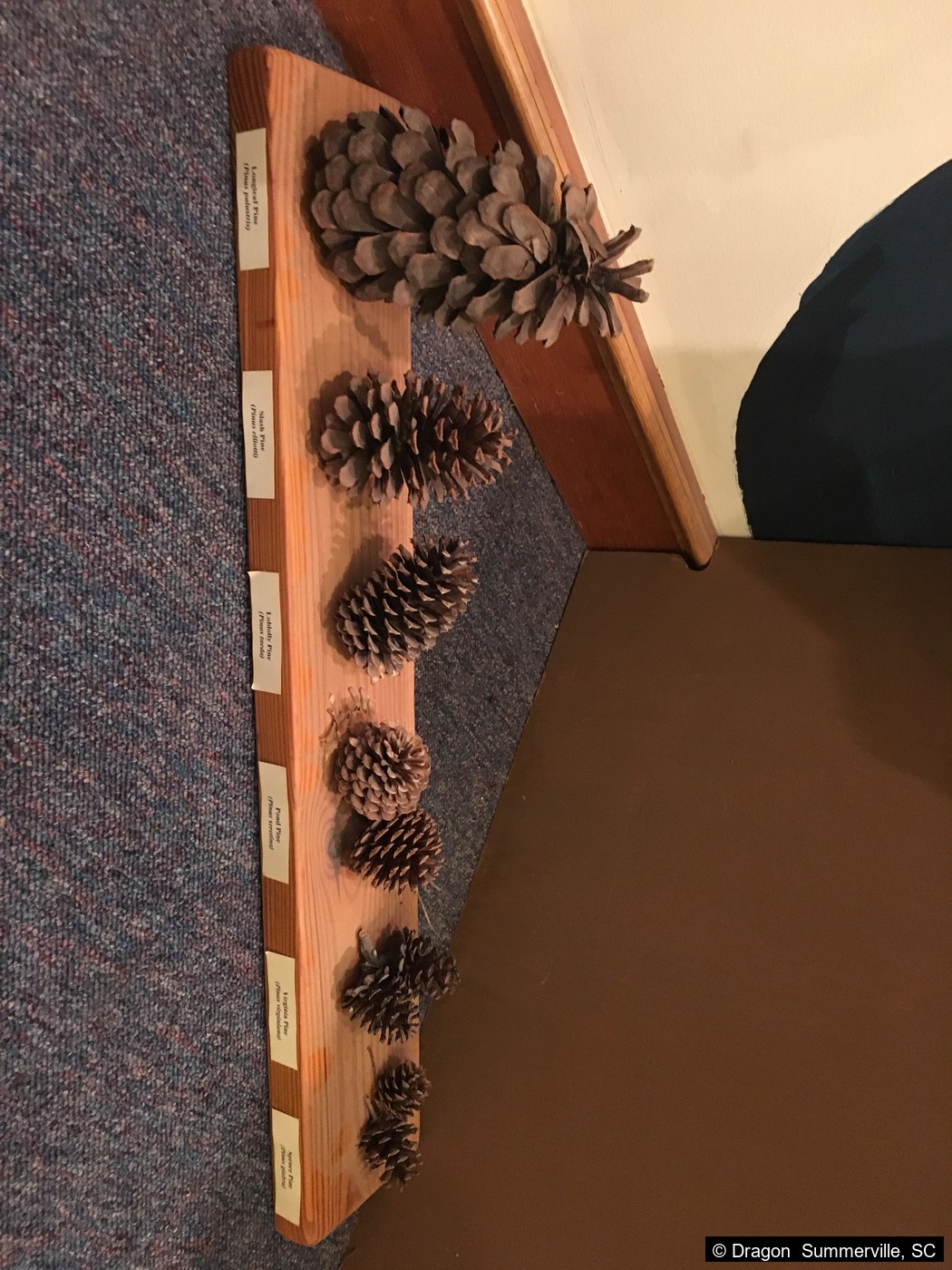 松果识别教学展板