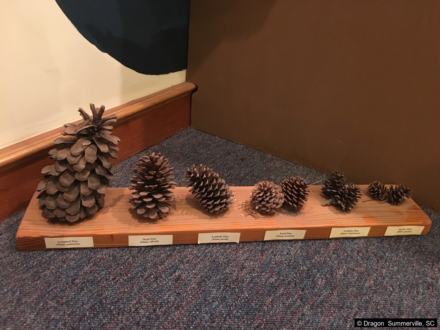 松果识别教学展板